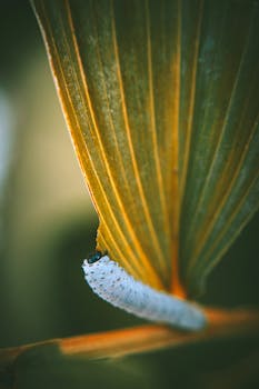 这张特写宏观图像展示了树叶上白色毛毛虫的复杂细节，尽显大自然之美