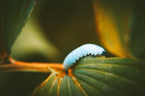 무료 흰색 애벌레 스톡 사진