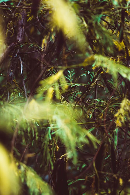秋天心情森林, 雲林, 黑森林 的 免費圖庫相片