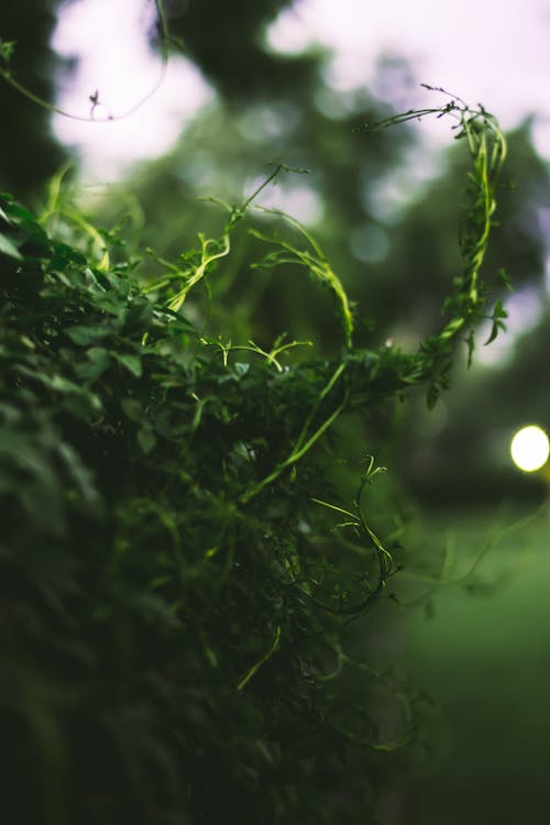 Kostnadsfri bild av höstlöv, höstskog, mörkgrön