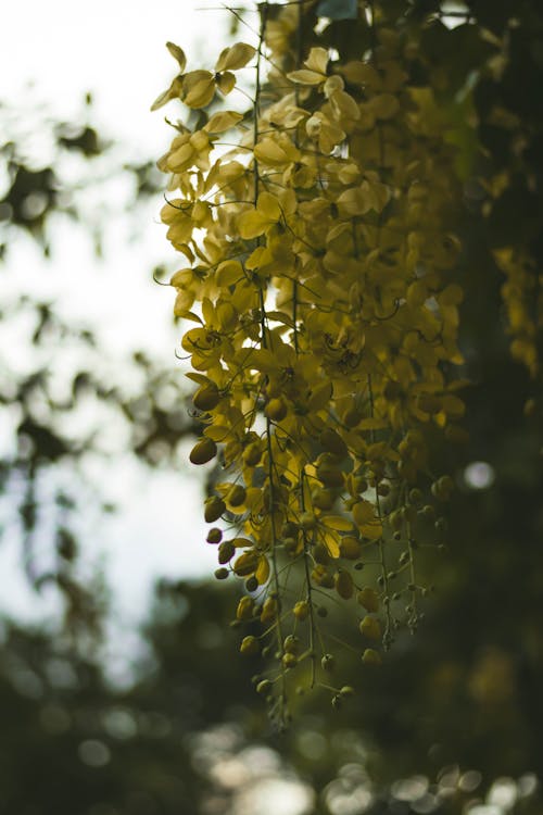 喜怒無常, 秋天的顏色, 美麗的花 的 免費圖庫相片