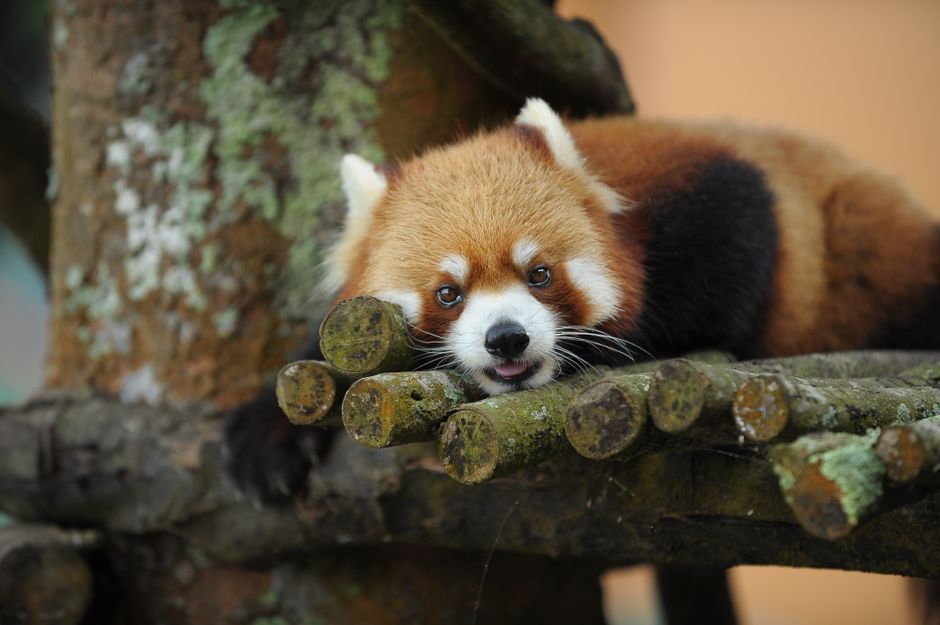 Fotomural Acercamiento de una linda panda roja relajándose en una rama de árbol en un zoológico.