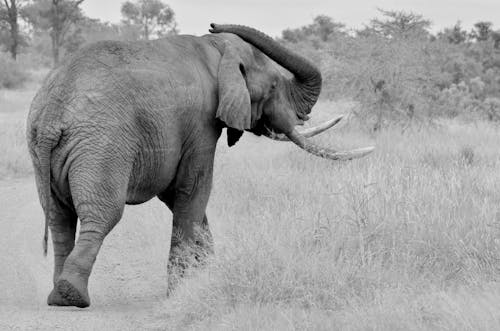 Bezpłatne Zdjęcie W Skali Szarości Przedstawiające Słonia Spacerującego Po Polu Trawy Zdjęcie z galerii