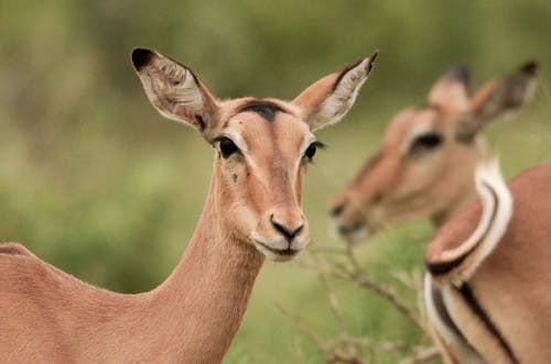 Two Brown Deer