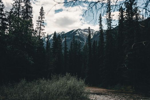 A breathtaking view of snow-capped mountains and dense pine forest in Banff National Park.
