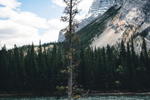 A breathtaking view of a tree against the mountains and forest in Banff National Park, Alberta.
