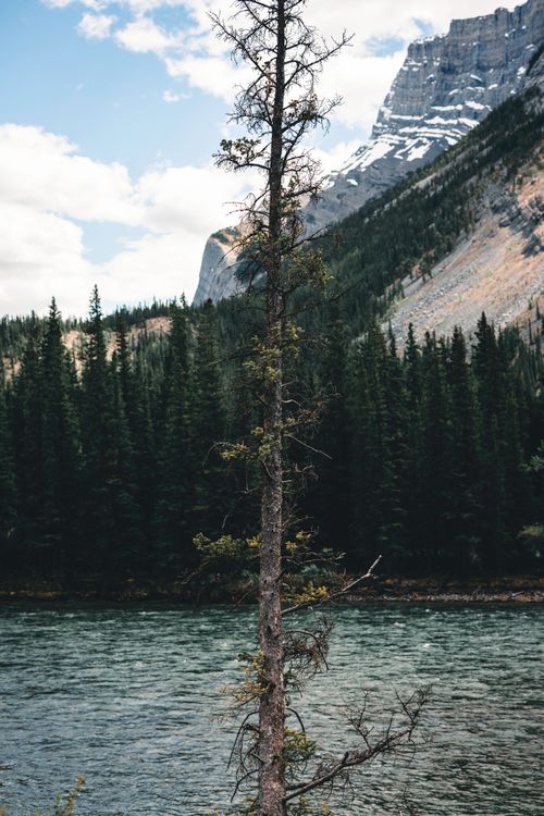Free A stunning vertical shot of a single tree by a lake in Banff, Canada, showcasing nature's serenity. Stock Photo