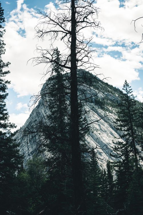 Free Majestic mountain landscape with conifer trees in Banff National Park, Alberta. Stock Photo