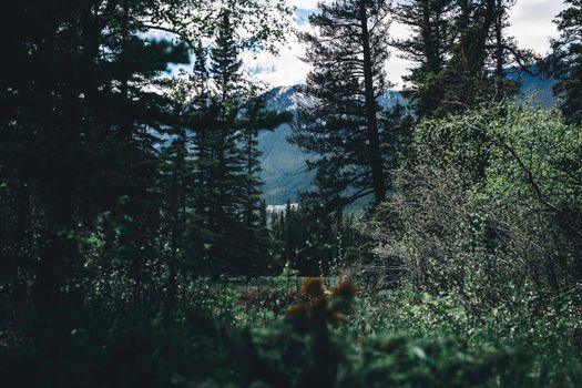 Lush forest scene with mountains in Banff National Park, perfect for nature and travel enthusiasts.