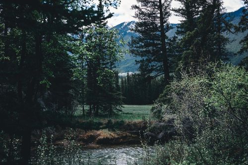 Free Majestic forest view with river and mountains in Banff, Alberta, Canada. Stock Photo