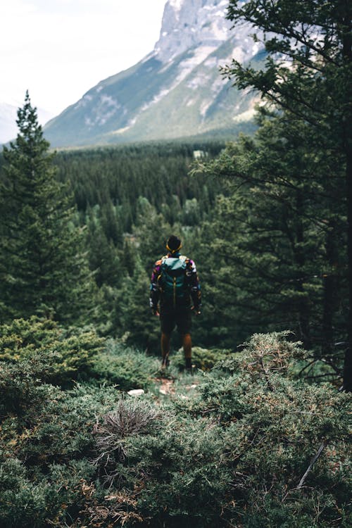 Imagine de stoc gratuită din arbori, aventură, aventuri