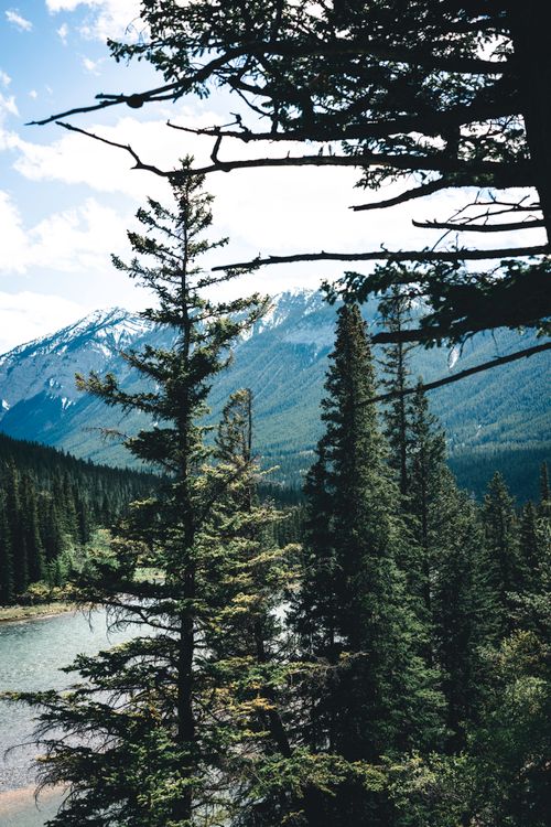Free Lush green forest with towering mountains and a serene river in Banff, Canada. Stock Photo