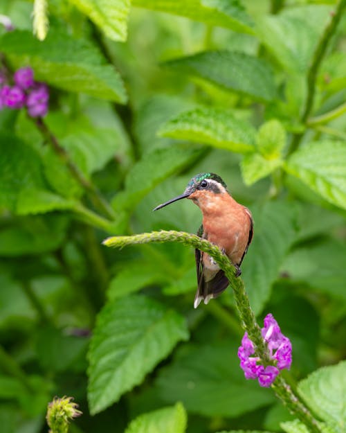 Aves Colibri