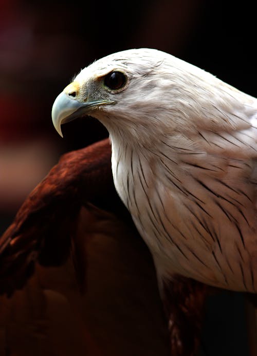 бесплатная бело коричневый белоголовый орлан Стоковое фото