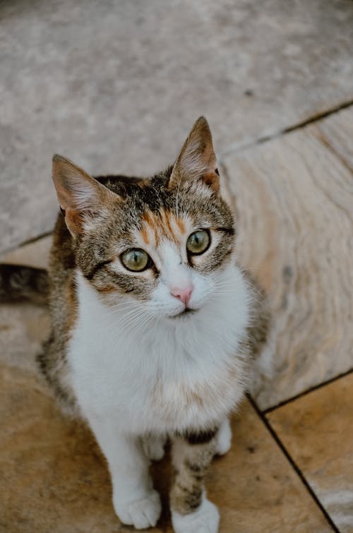 A cat sitting on the ground with green eyes