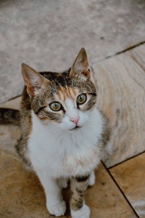 Free A cute tabby cat sitting attentively on a stone pavement, captured from above. Stock Photo