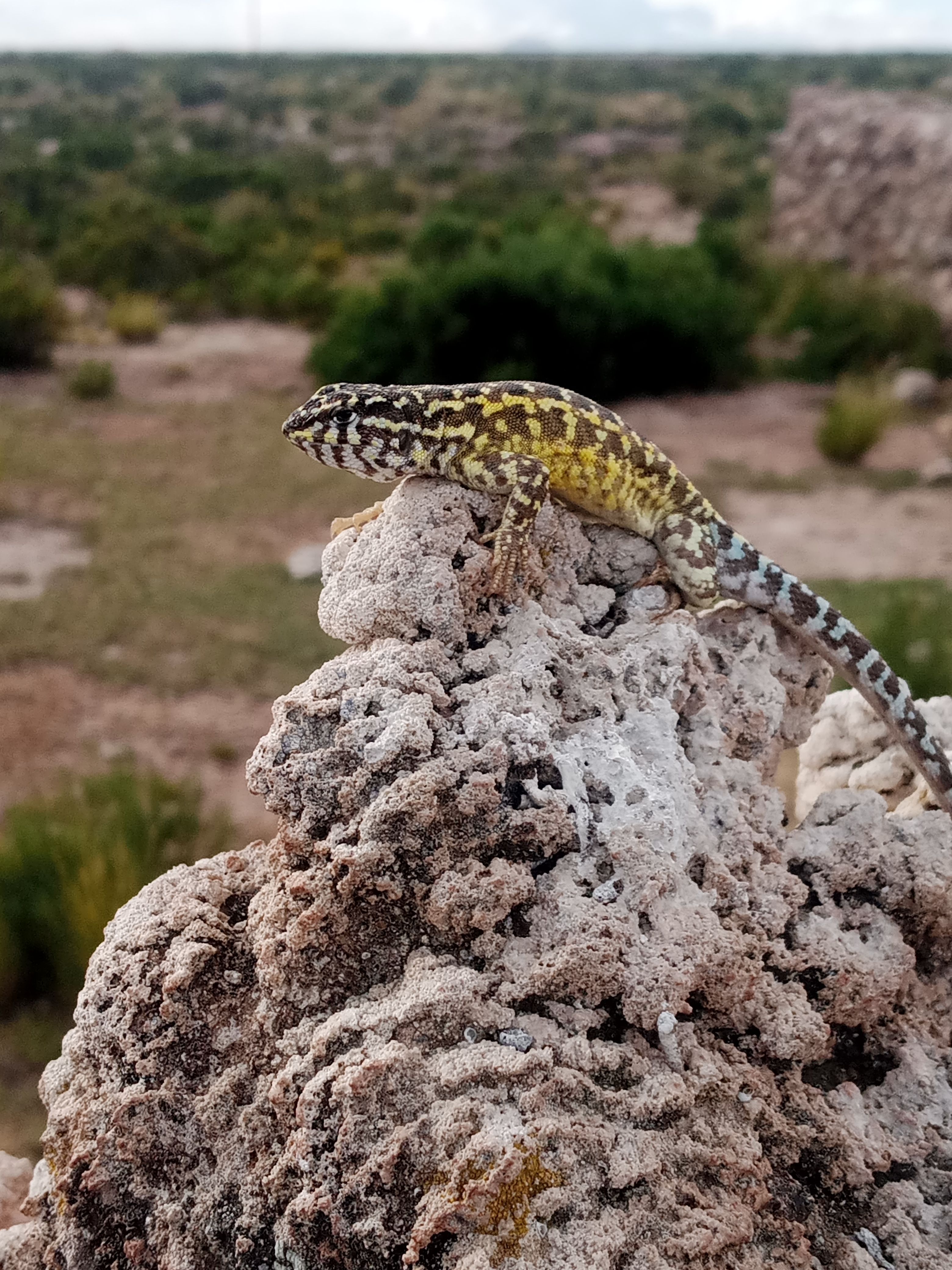 Lizard on Rock · Free Stock Photo