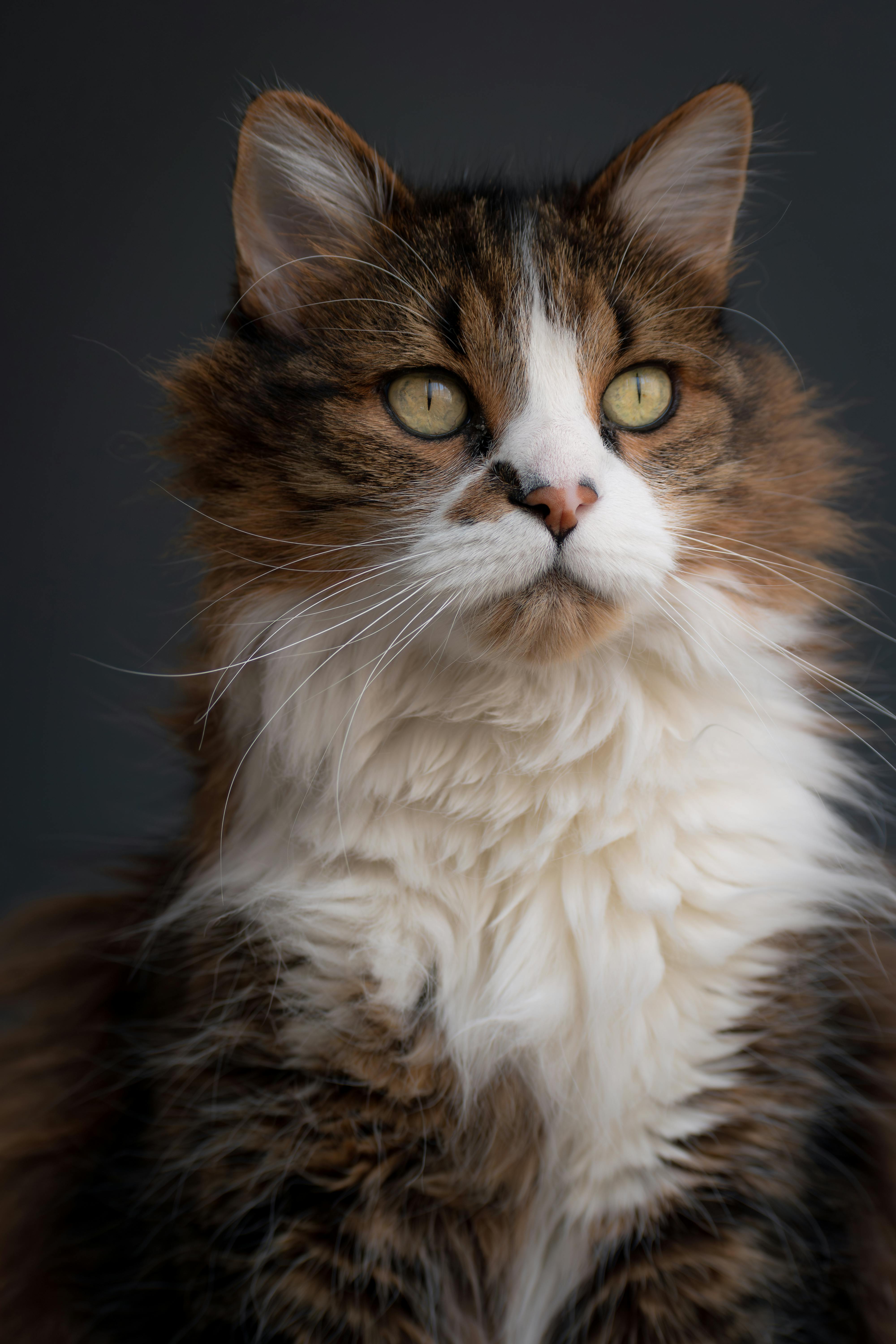Free Close-up portrait of a majestic Maine Coon cat with a gray background. Stock Photo
