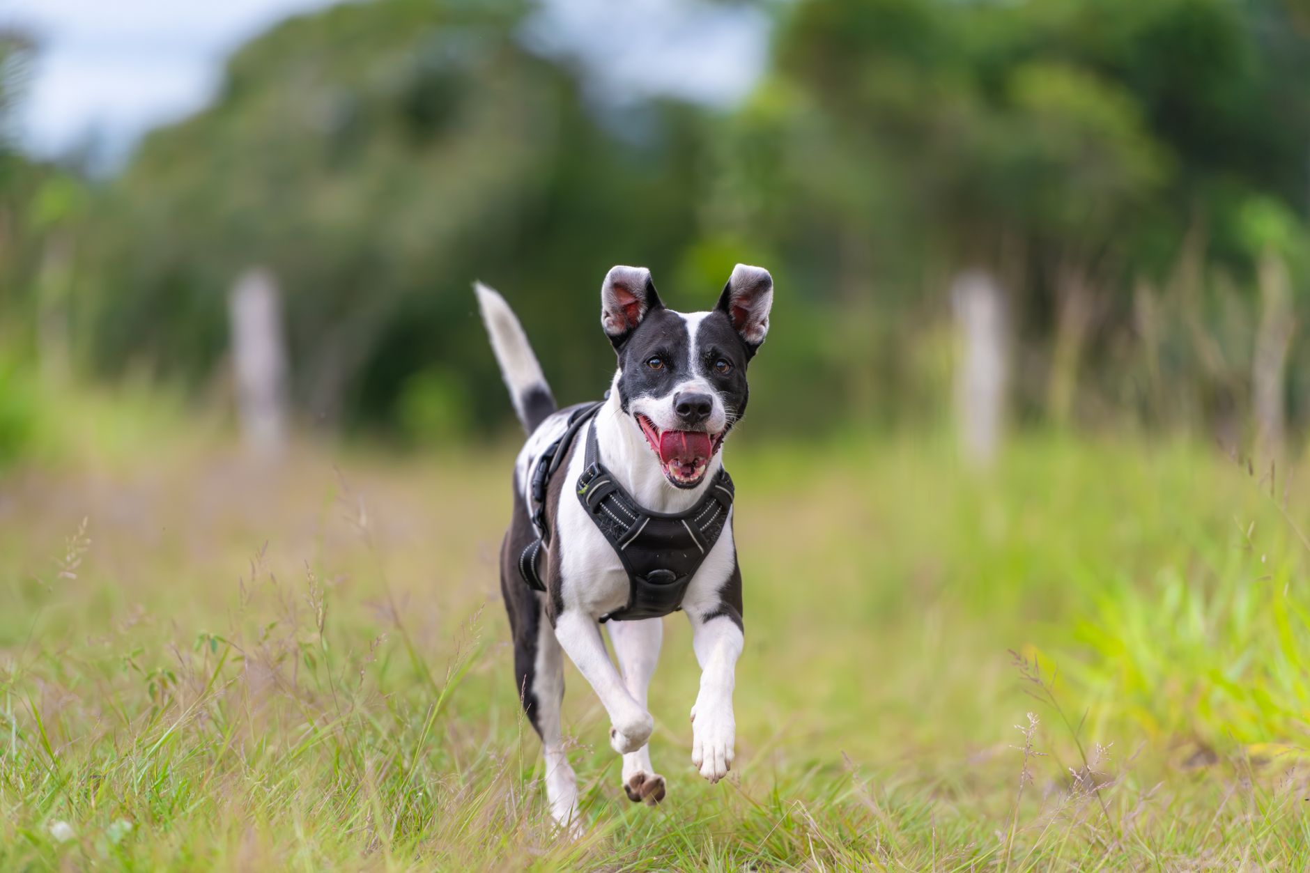 Joyful black and white dog running through a meadow with trees in the background.
