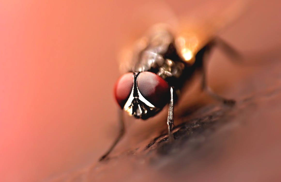 a fly with red eyes