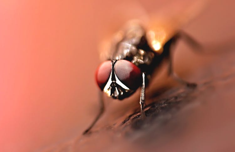 Close-up Photography Of Brown Wasp