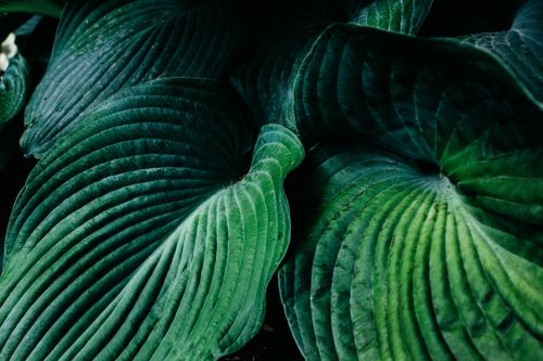 Free Detailed close-up of vibrant green hosta leaves showcasing their unique veins and textures. Stock Photo