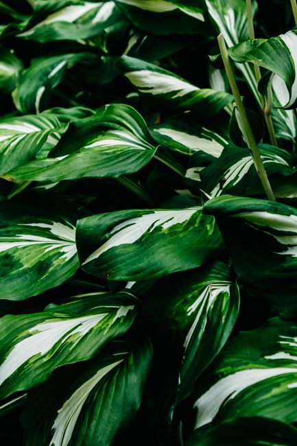 Lush close-up of vibrant green leaves in a Berlin garden, showcasing nature's freshness.