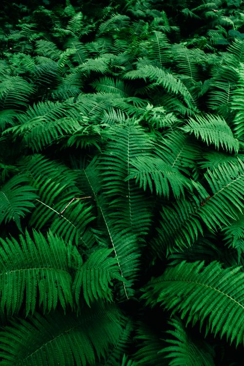 Free Vibrant green ferns create a lush, serene forest atmosphere. Stock Photo