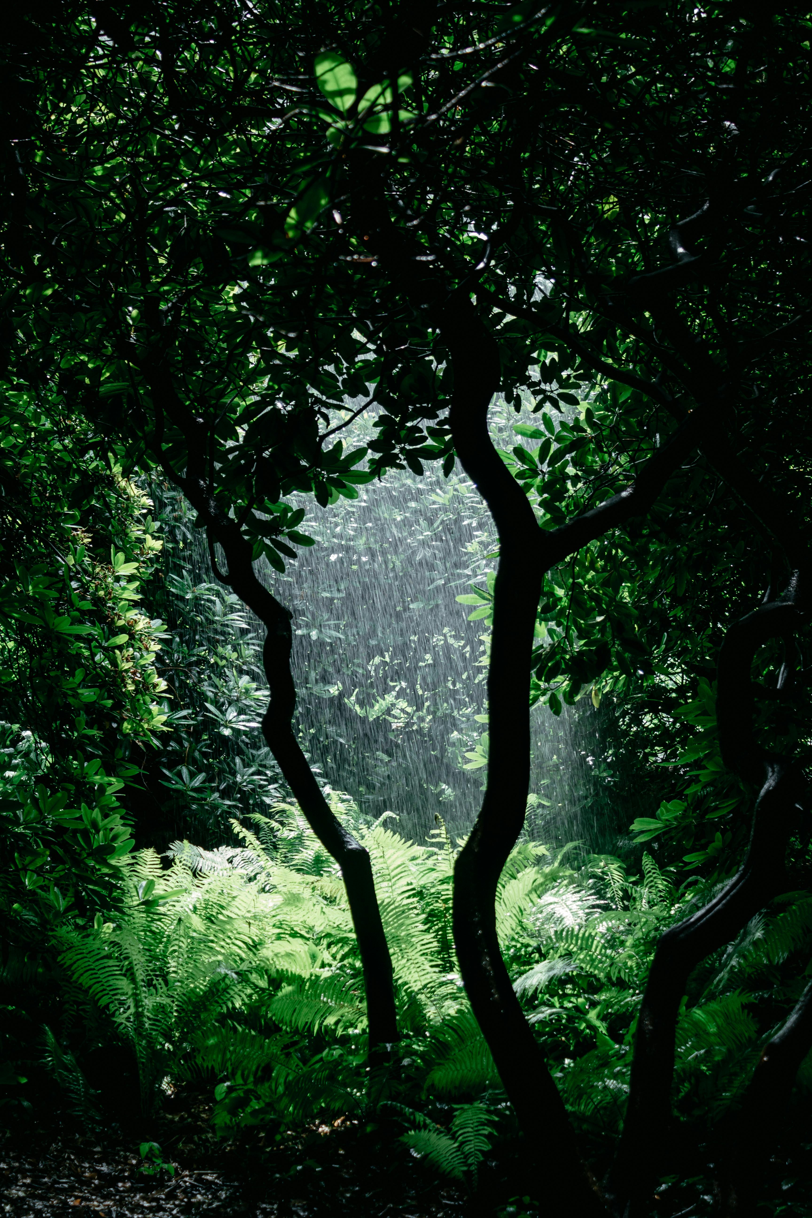 Premium Photo  Dark forest rainy aesthetic background witchcraft magic  wallpaper ai generated