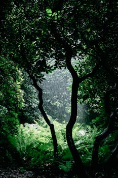 雨林场景生动，雨水落在郁郁葱葱的绿地上，营造出一种宁静的氛围