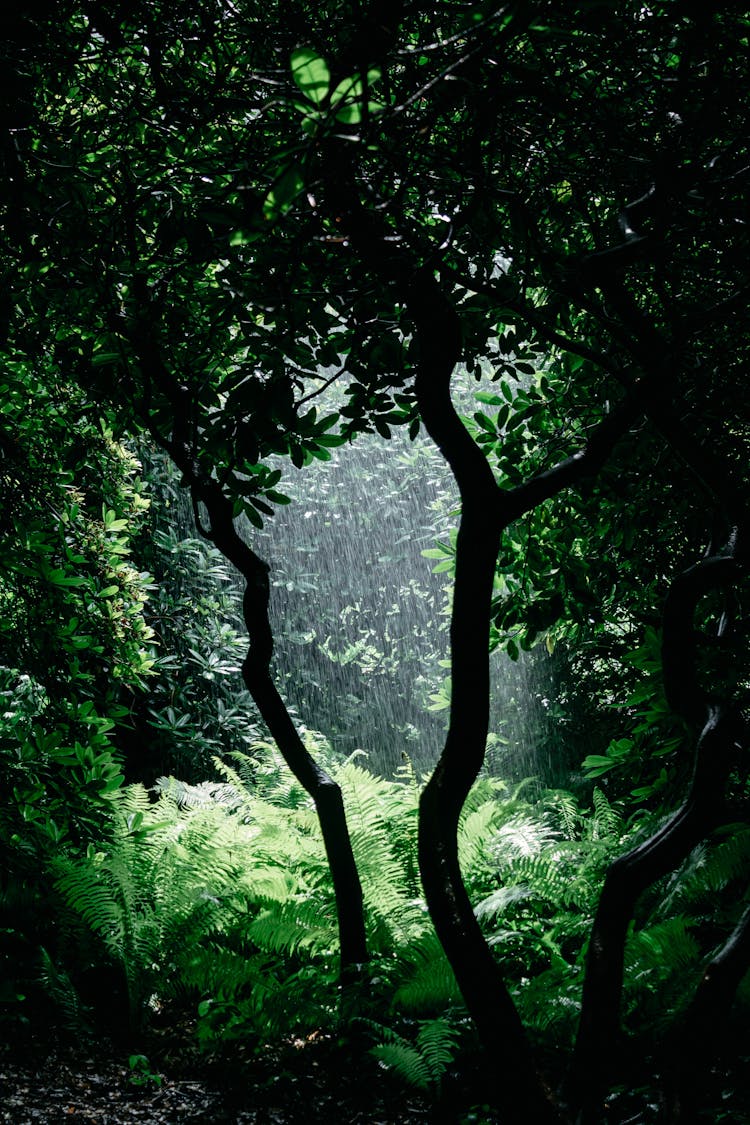 Rainfall On A Forest