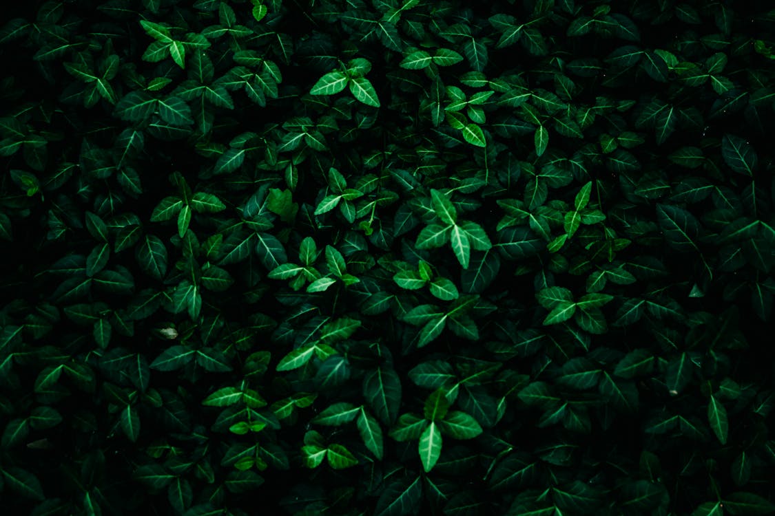 Folhas Verdes