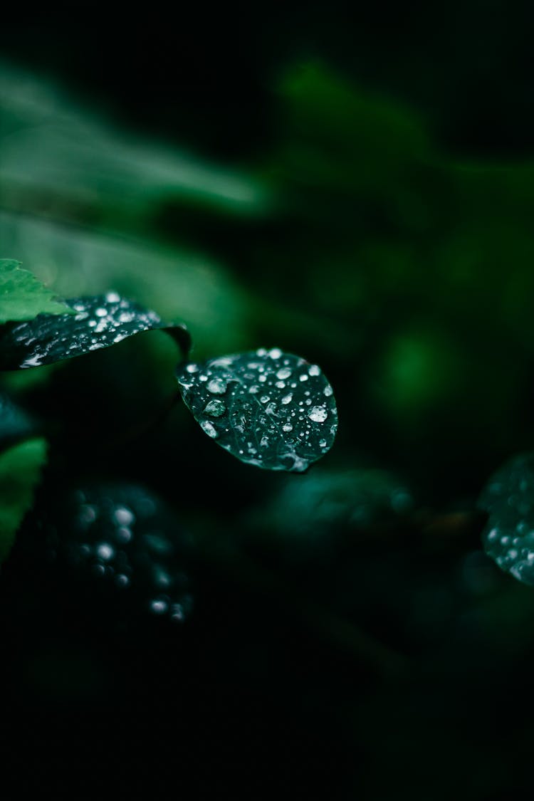 Water Droplets On Green Leaf