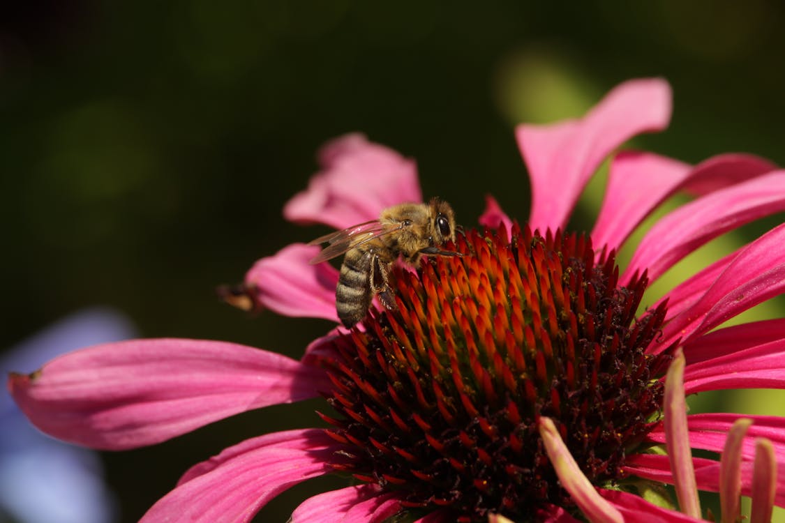 Pink Flower With Bee on Top