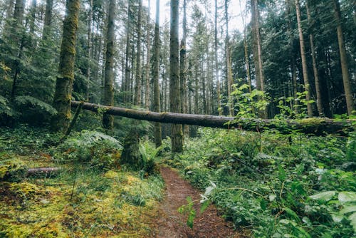 Kostenloses Stock Foto zu baum, beratung, blatt