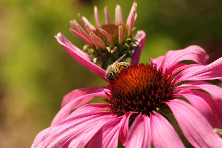 Bee On Coneflower