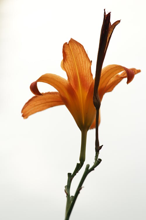 Oranje Bloem