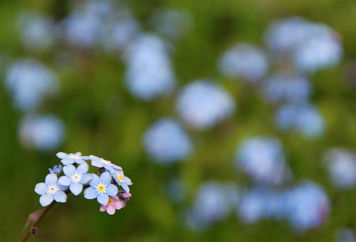 Blue Forget-me-not Flowers Selective-focus Photography