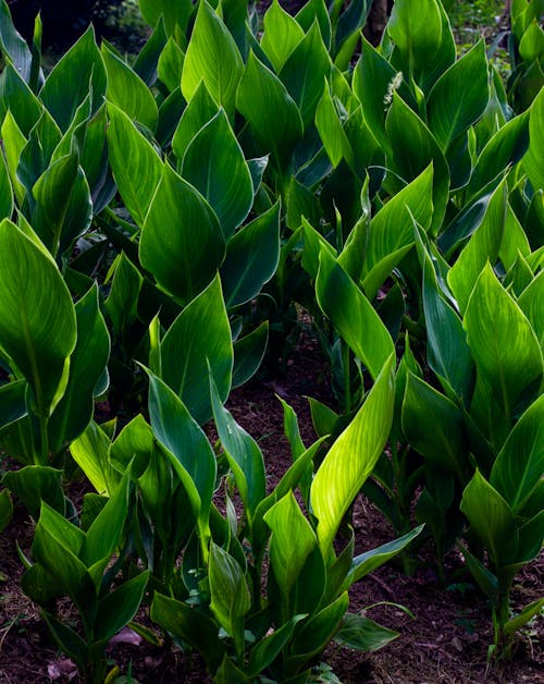 Imagine de stoc gratuită din frunză verde, plantă