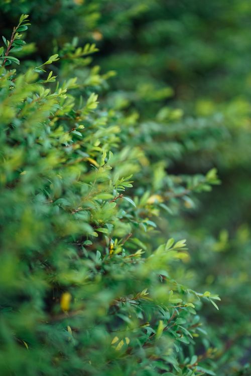 Free fresh green plants Stock Photo