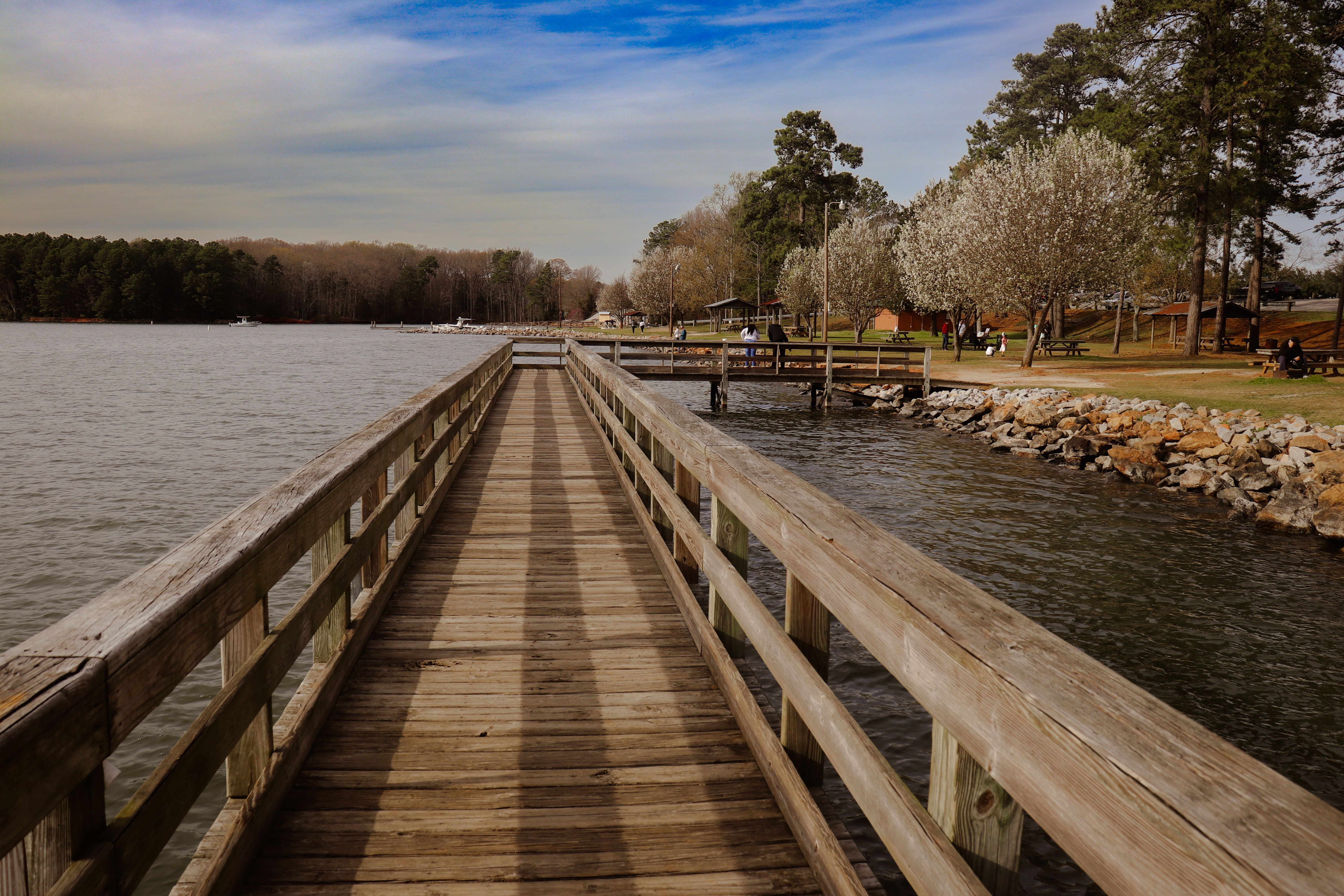 Peaceful wooden pier leading into a serene lake surrounded by blooming trees.