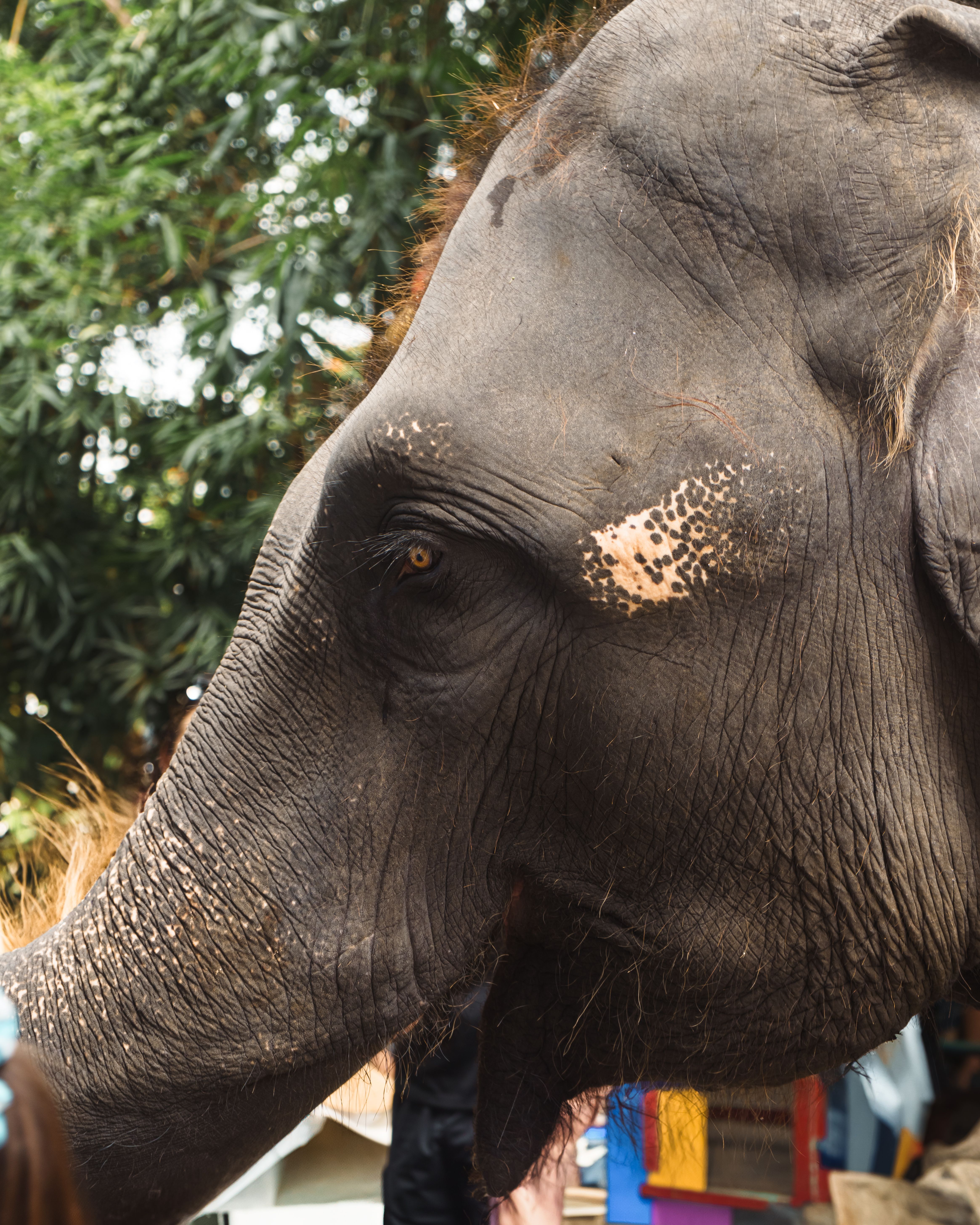 Portrait of an Asian elephant in a lush jungle setting in Thailand.
