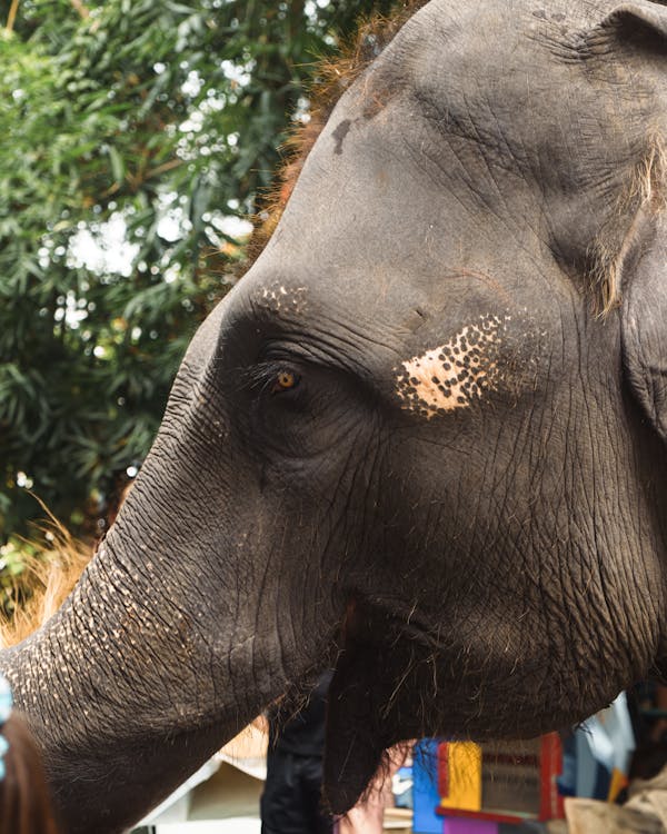 动物头, 動物, 動物園 的 免费素材图片