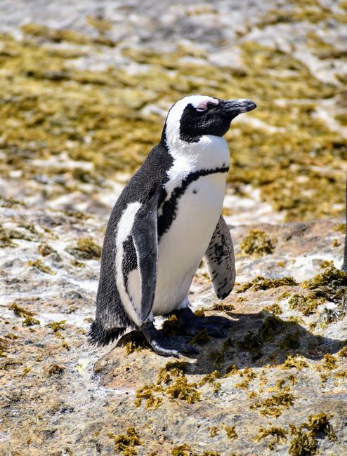 An African penguin stands on a rocky shore in Cape Town, South Africa.