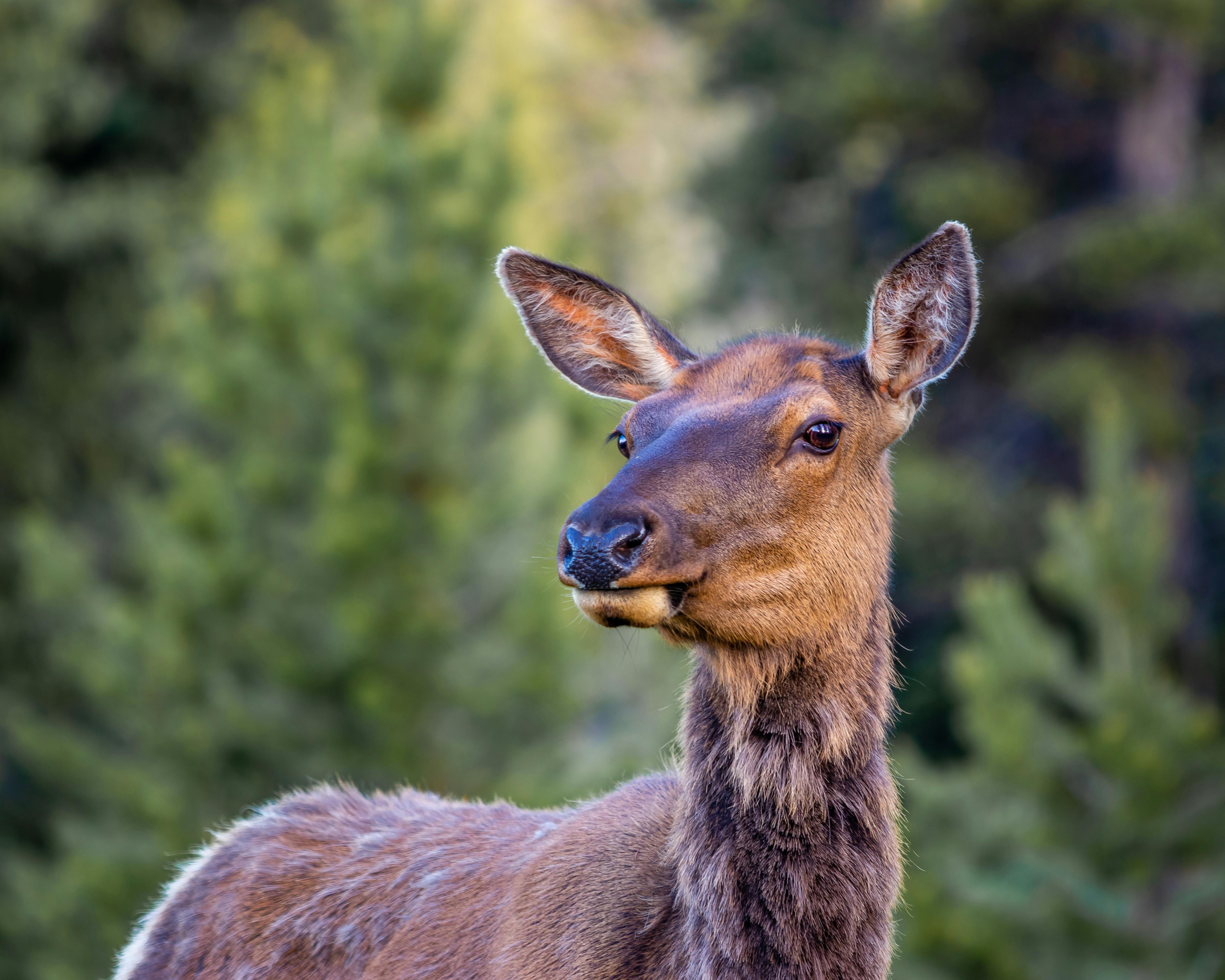 Brown Deer · Free Stock Photo