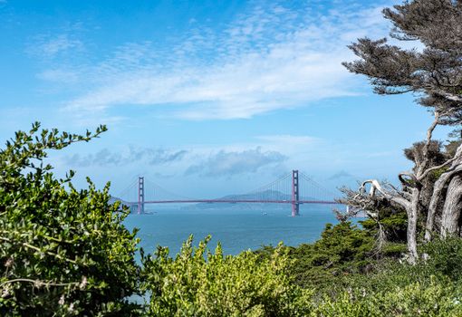 Muir Woods redwood day — San Francisco