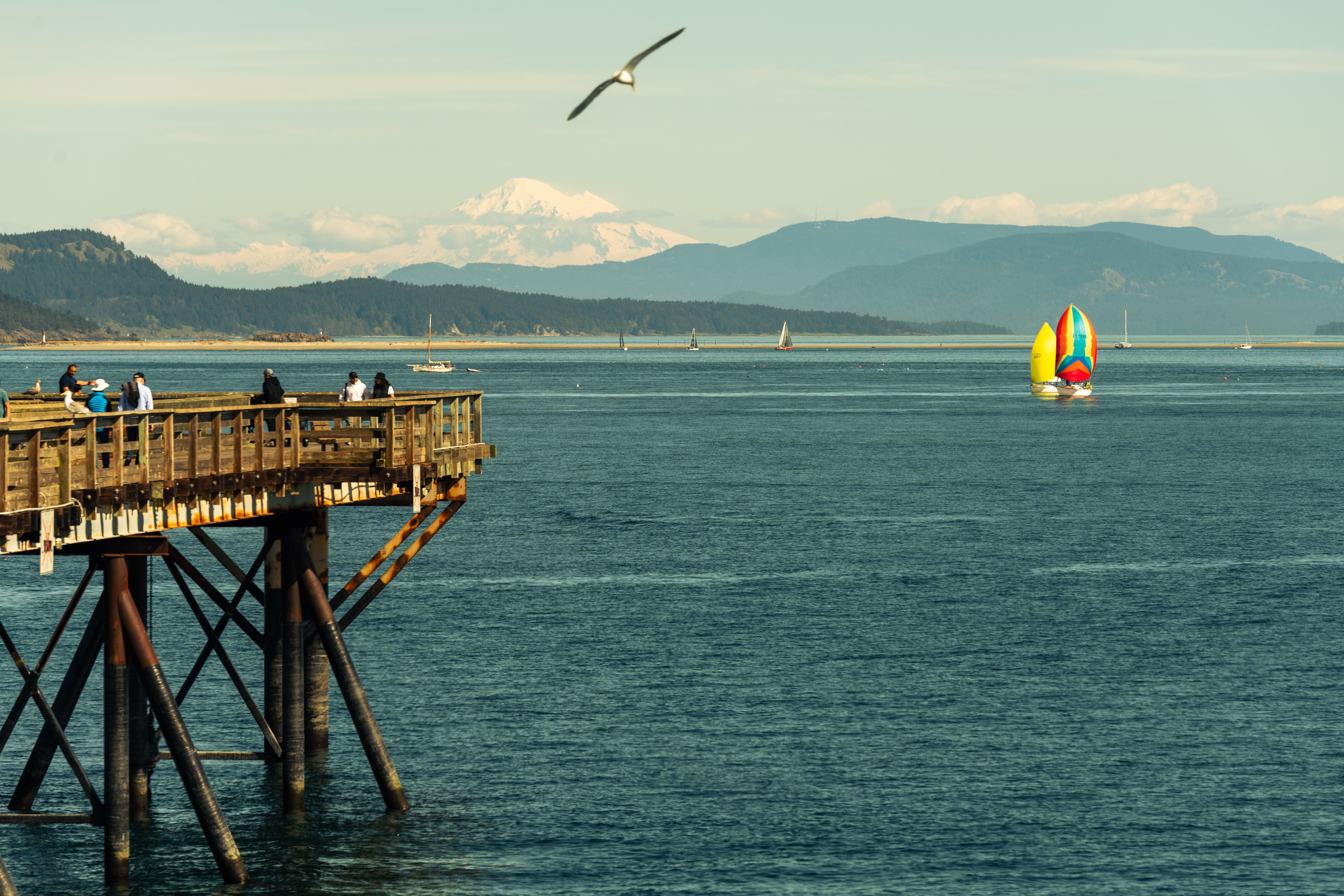 Scenic view of Sidney pier with a seagull and colorful sailboats in Canada.