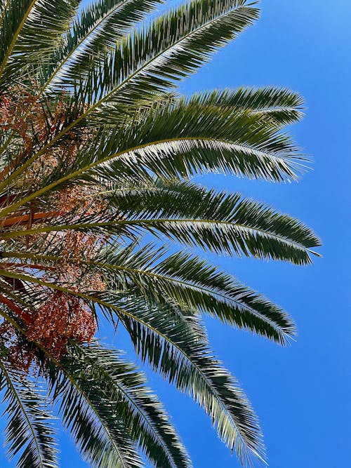 Základová fotografie zdarma na téma palma, strom palm, stromové palmy