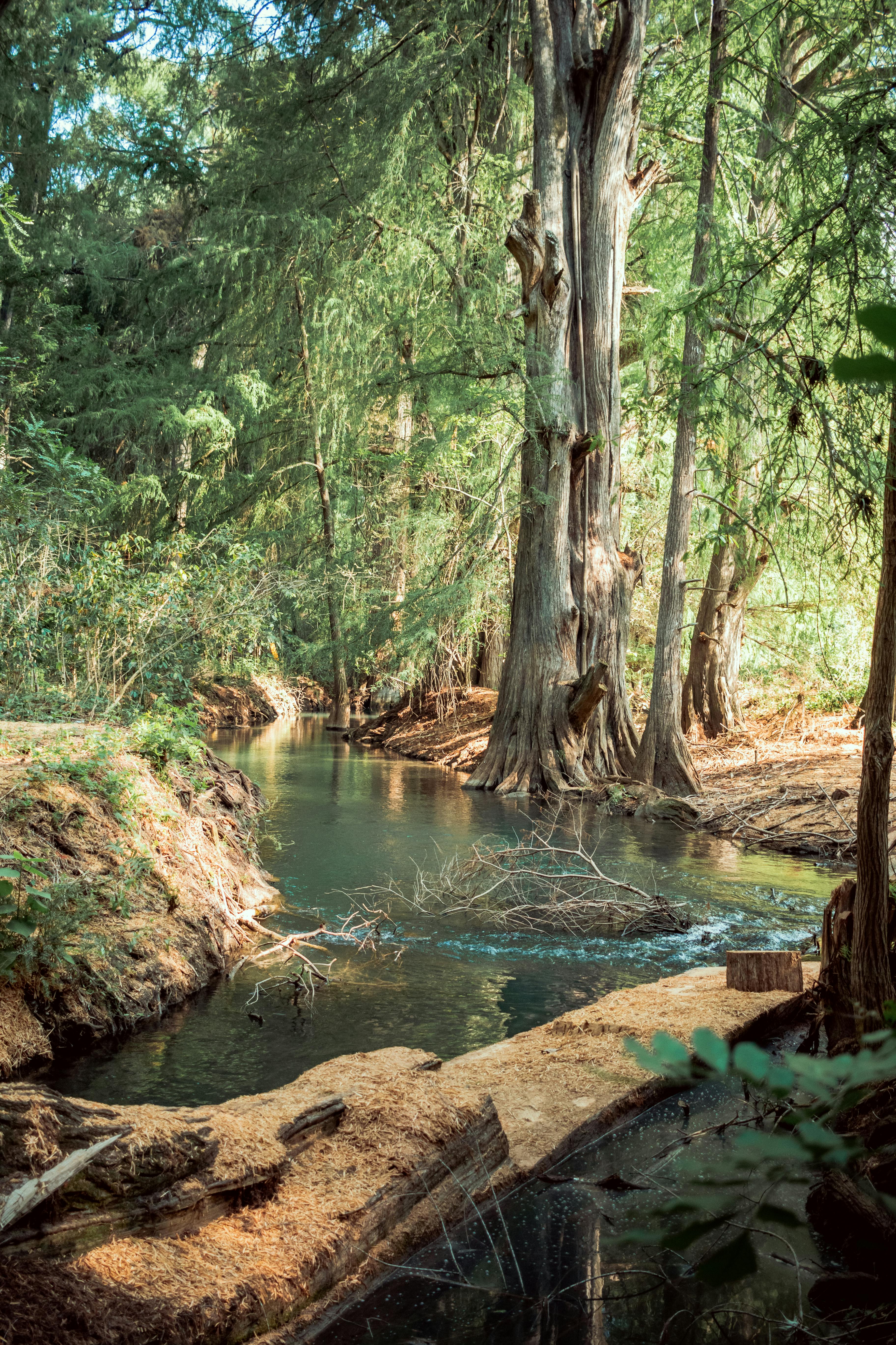 Free Peaceful stream flowing through lush forest in Tzimol, capturing nature's beauty. Stock Photo