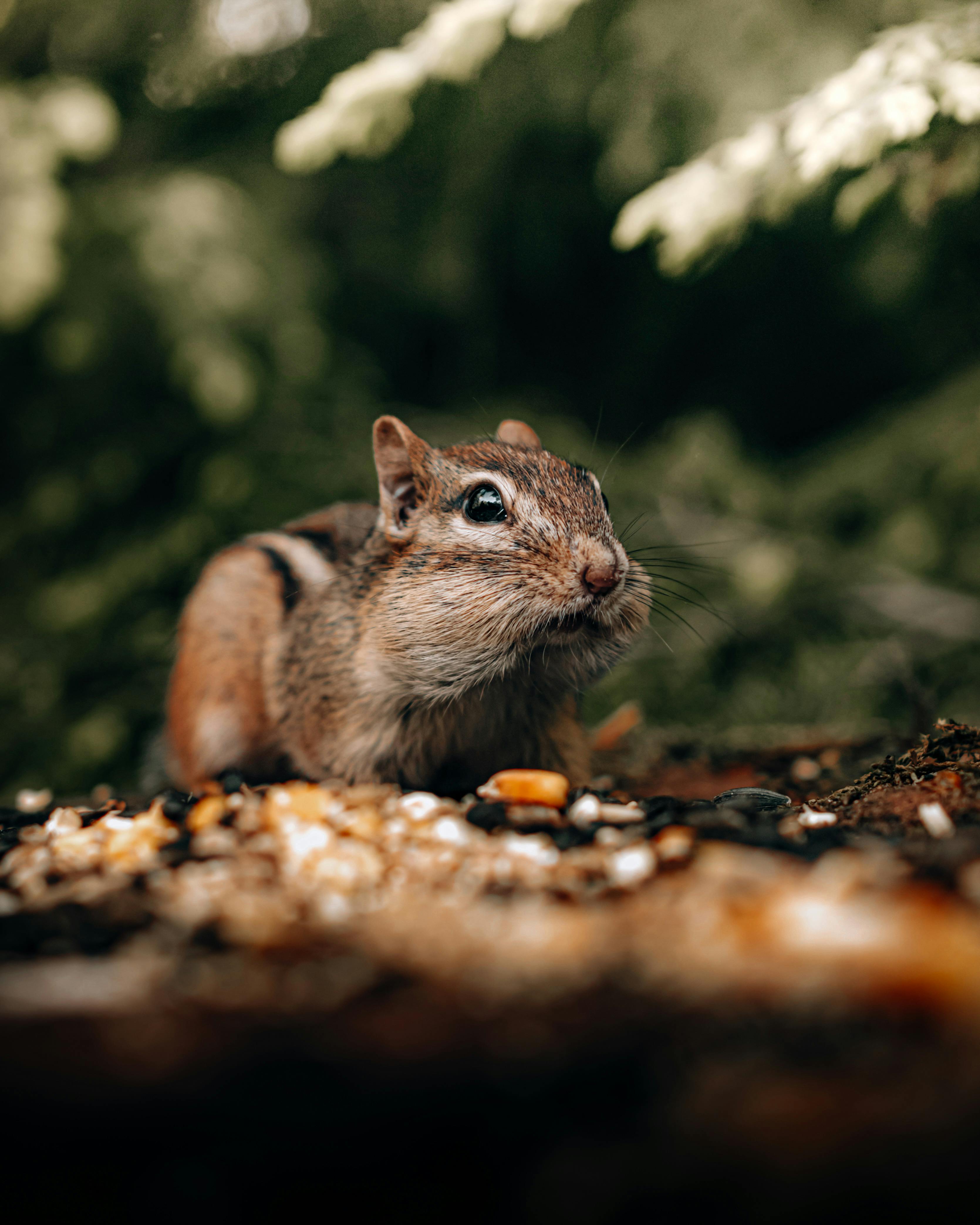 Close-up of a chipmunk foraging among seeds on the forest floor, showcasing wildlife behavior.